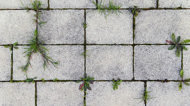 You Can Banish Weeds In-Between Pavers With A Salty Solution (But Should You Try It?)