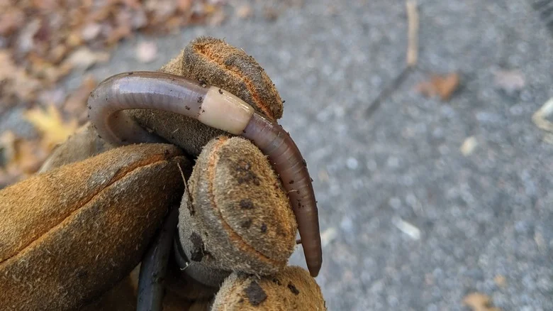 You Can Use An Easy Vinegar Trick To Kill Worms In Your Garden (But Should You?)