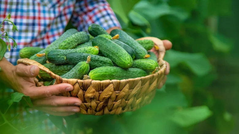 You Don’t Need A Big Garden To Grow Cucumbers – Here’s How To Do It In Pots