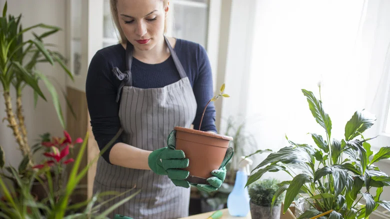 You Don’t Need A Big Yard To Grow This Unique Citrus Tree – You Can Do It Indoors
