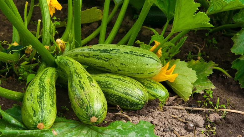 You Don’t Need A Trellis To Grow Zucchini If You’re Planting It Like This