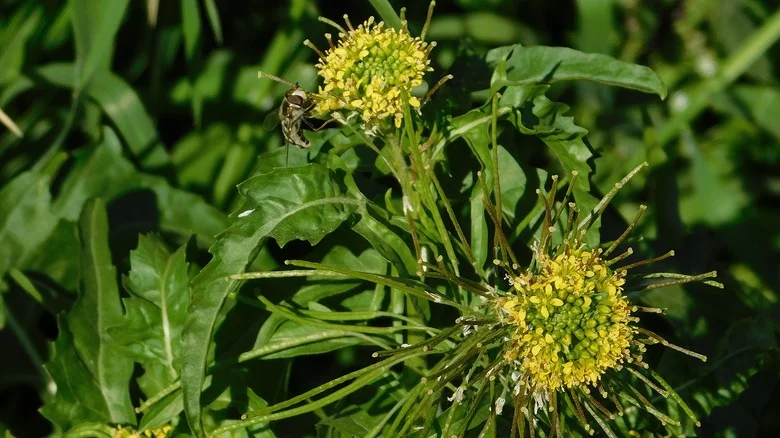 You Don’t Want To Find London Rocket Growing In Your Yard. Here’s Why
