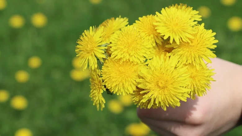 You Likely Didn’t Realize How Similar Wildflowers And Weeds Really Are