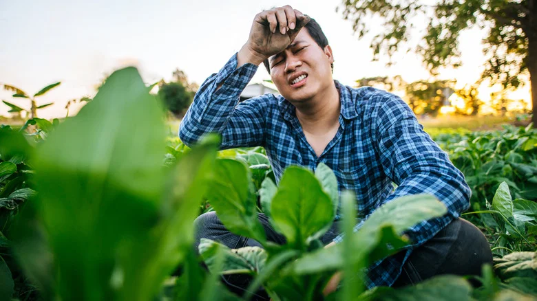 You May Want To Rethink Growing One Popular Vegetable In Your Garden