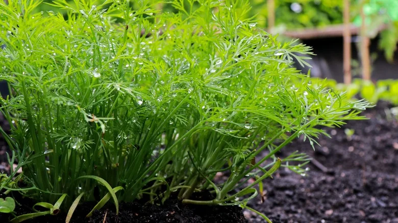 You May Want To Think Twice Before Planting Dill In The Ground