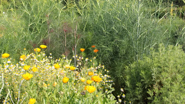 You May Want To Think Twice Before Planting One Common Herb In Your Garden