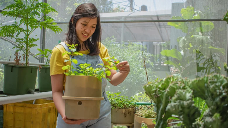 You Might Not Be Planting Your Mint At The Right Time Of Year (And Why It Matters)