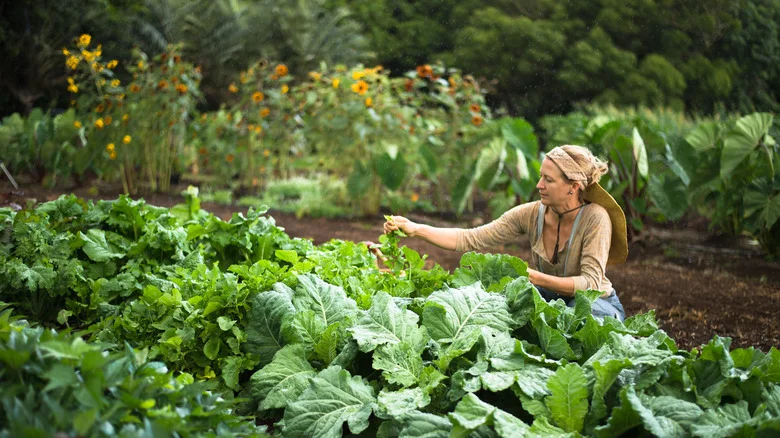 You Should Be Worried If You See This Weed Growing Near Your Growing Crops