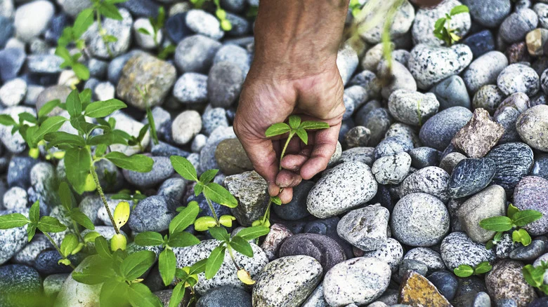 You Shouldn’t Be Laying Wet Cardboard Under Your Gravel. Here’s Why