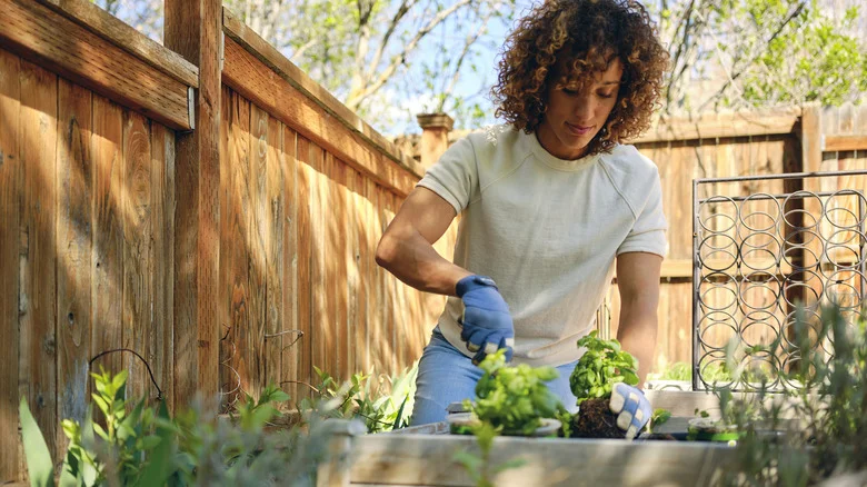 You Shouldn’t Grow These Two Herbs In The Same Pot