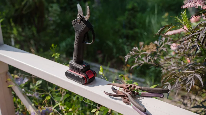 You’ll Want To Remember The Simple Three Cs Rule When Pruning Plants