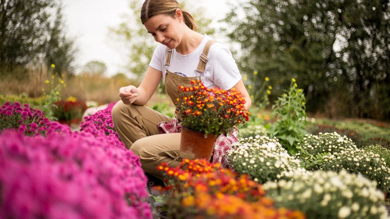 Your Chrysanthemums Will Thrive Alongside These 12 Companions In The Garden