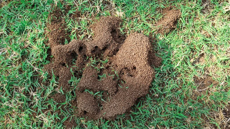 Your Fertilizer May Be Attracting Ants To Your Yard
