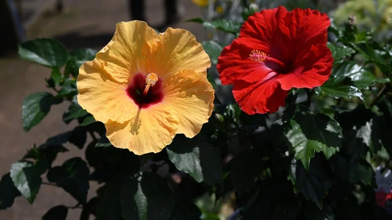 Your Hibiscus Plants Thrive With The Help Of This Leftover Kitchen Staple