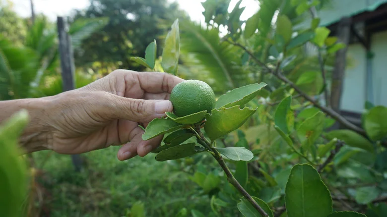 Your Lime Tree Isn’t Getting Enough Pollination: Here’s How To Fix It