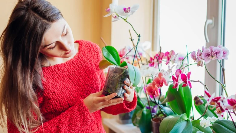 Your Orchid Needs You To Eat Some Eggs, Here’s Why