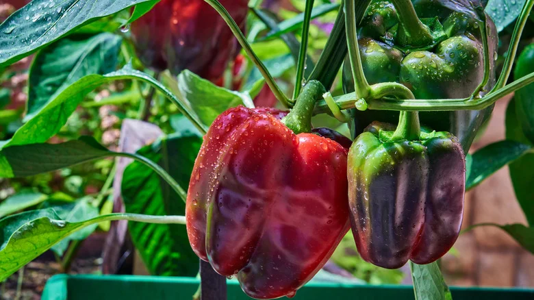 Your Peppers Will Thrive Around One Stunning Self-Seeding Flower In The Garden
