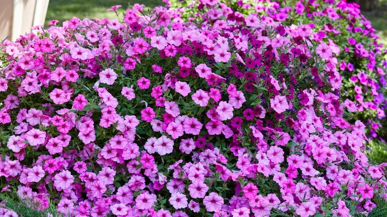 Your Petunias Will Thrive Alongside These 10 Companion Plants