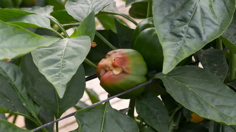 Your Rotting Peppers May Indicate A Lack Of This Nutrient