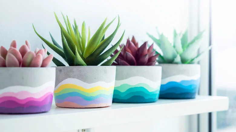 Your Succulents Will Show Off Vibrant Colors With These Tips
