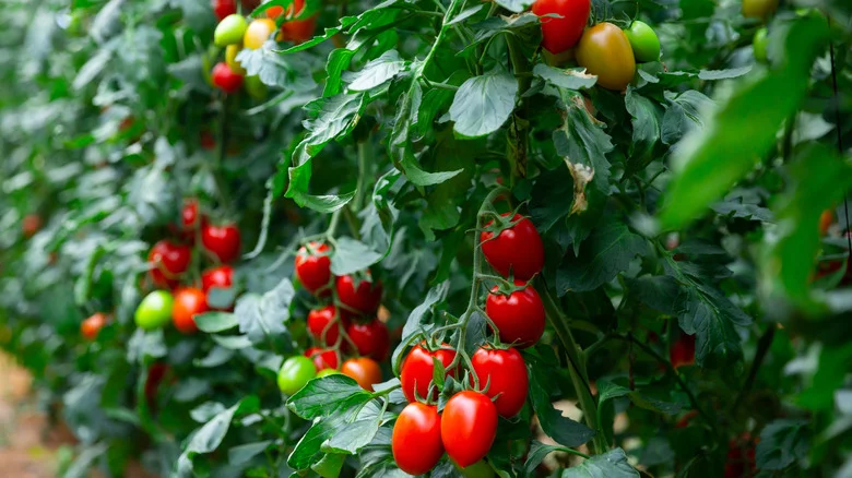 Your Tomato Plants Will Thrive With The Help Of One Common Bathroom Essential