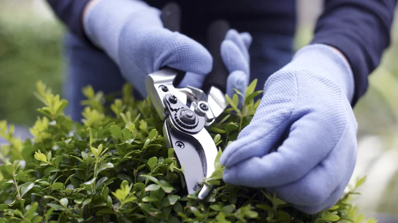 You’ve Been Sharpening Pruning Shears All Wrong