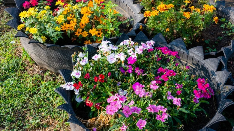 Zinnias Will Absolutely Thrive With The Company Of This Popular Herb