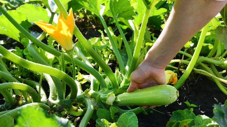 Zucchini Plants Overrun With Ants? Here’s What To Do