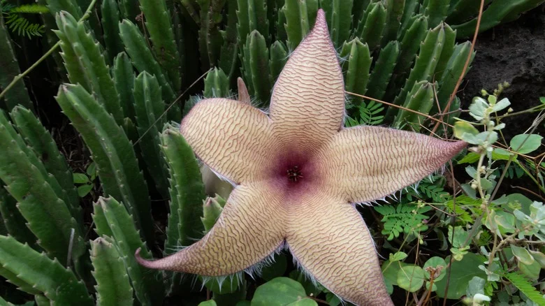 Zulu Giants Are Beautiful Flowering Cacti You Should Think Twice About Planting